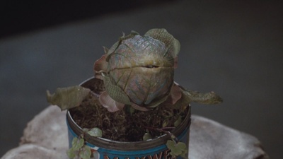 异形奇花剧照的剧照