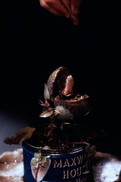 异形奇花剧照的剧照