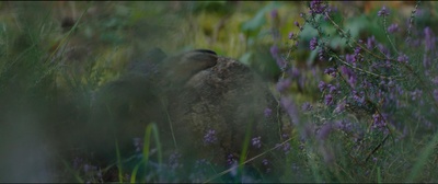 野兽剧照的剧照