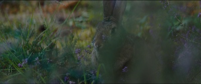 野兽剧照的剧照