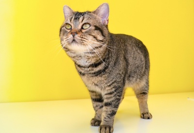 猫与爷爷剧照的剧照