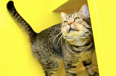 猫与爷爷剧照的剧照