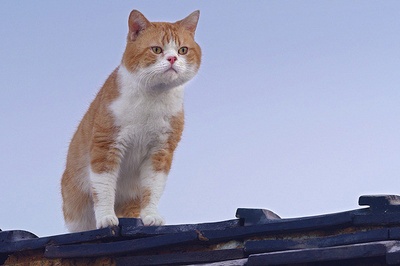 猫与爷爷剧照的剧照