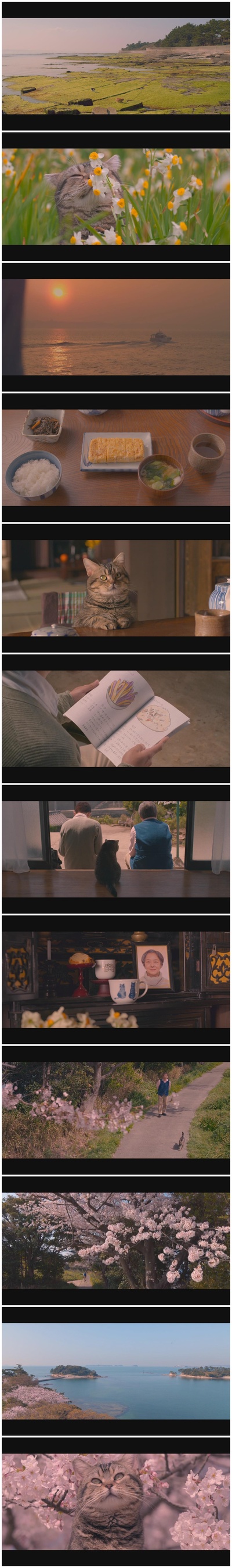 猫与爷爷剧照的剧照