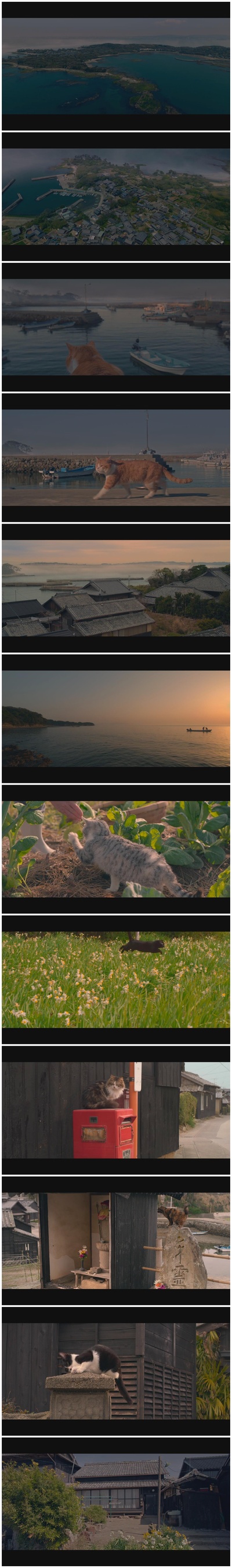 猫与爷爷剧照的剧照