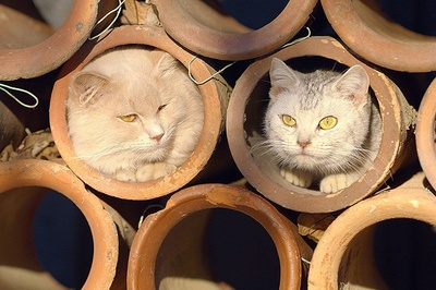 猫与爷爷剧照的剧照