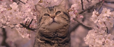 猫与爷爷剧照的剧照