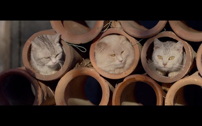 猫与爷爷剧照的剧照