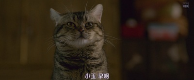 猫与爷爷剧照的剧照