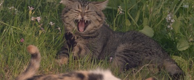 猫与爷爷剧照的剧照