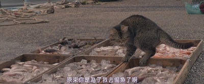 猫与爷爷剧照的剧照