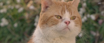 猫与爷爷剧照的剧照