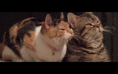 猫与爷爷剧照的剧照