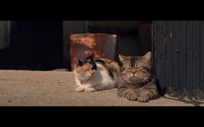 猫与爷爷剧照的剧照