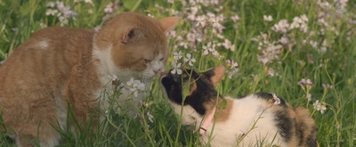 猫与爷爷剧照的剧照