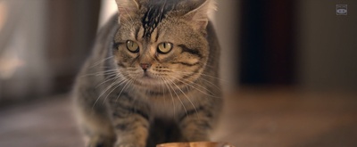 猫与爷爷剧照的剧照