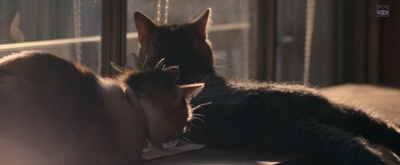 猫与爷爷剧照的剧照