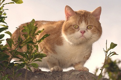 猫与爷爷剧照的剧照