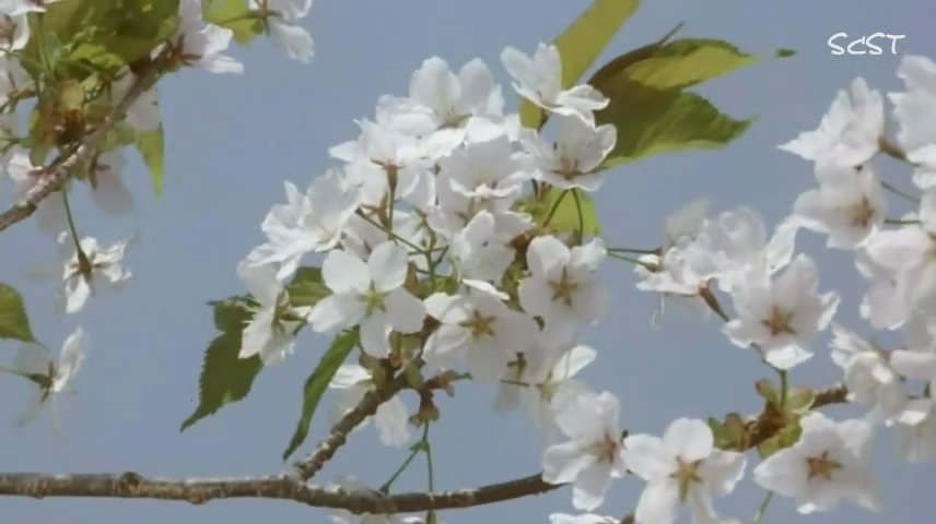 山樱剧照的剧照