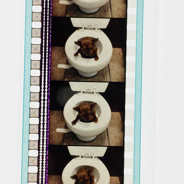 拜见岳父大人剧照的剧照