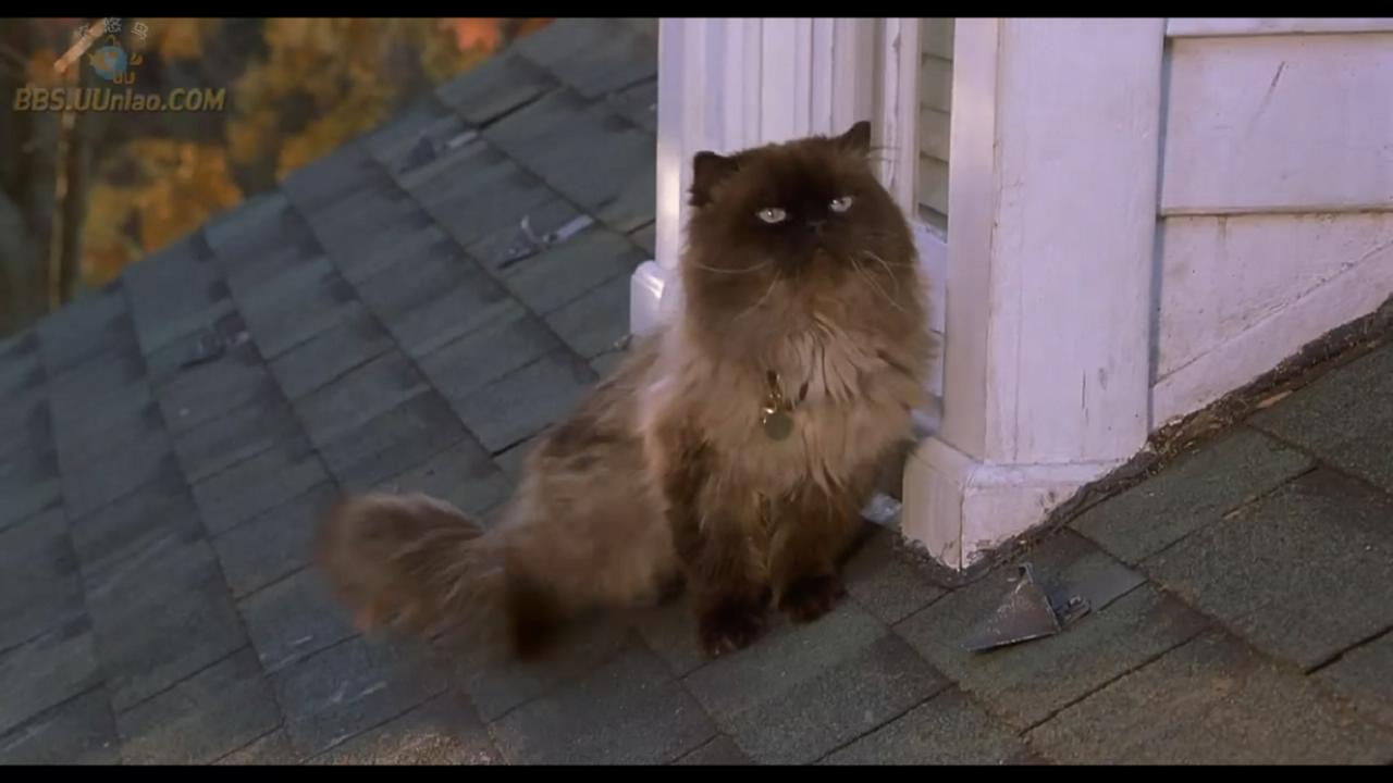 拜见岳父大人剧照的剧照