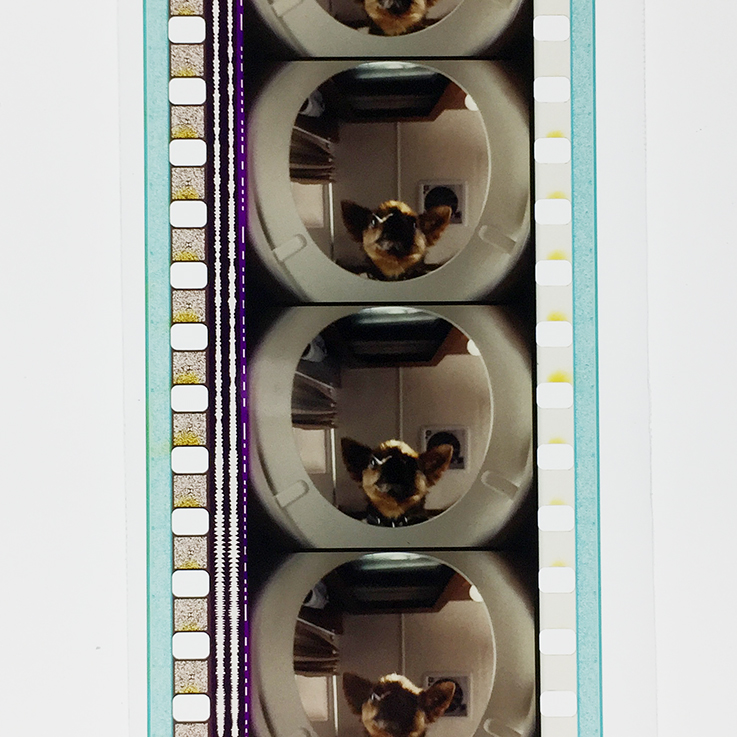 拜见岳父大人剧照的剧照