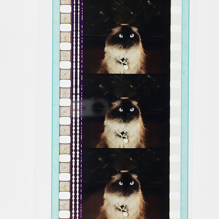 拜见岳父大人剧照的剧照