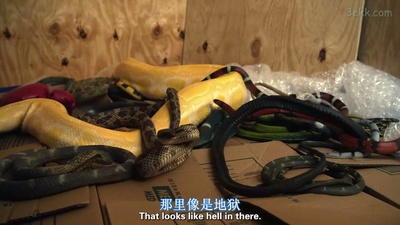 蠢蛋搞怪秀剧照的剧照