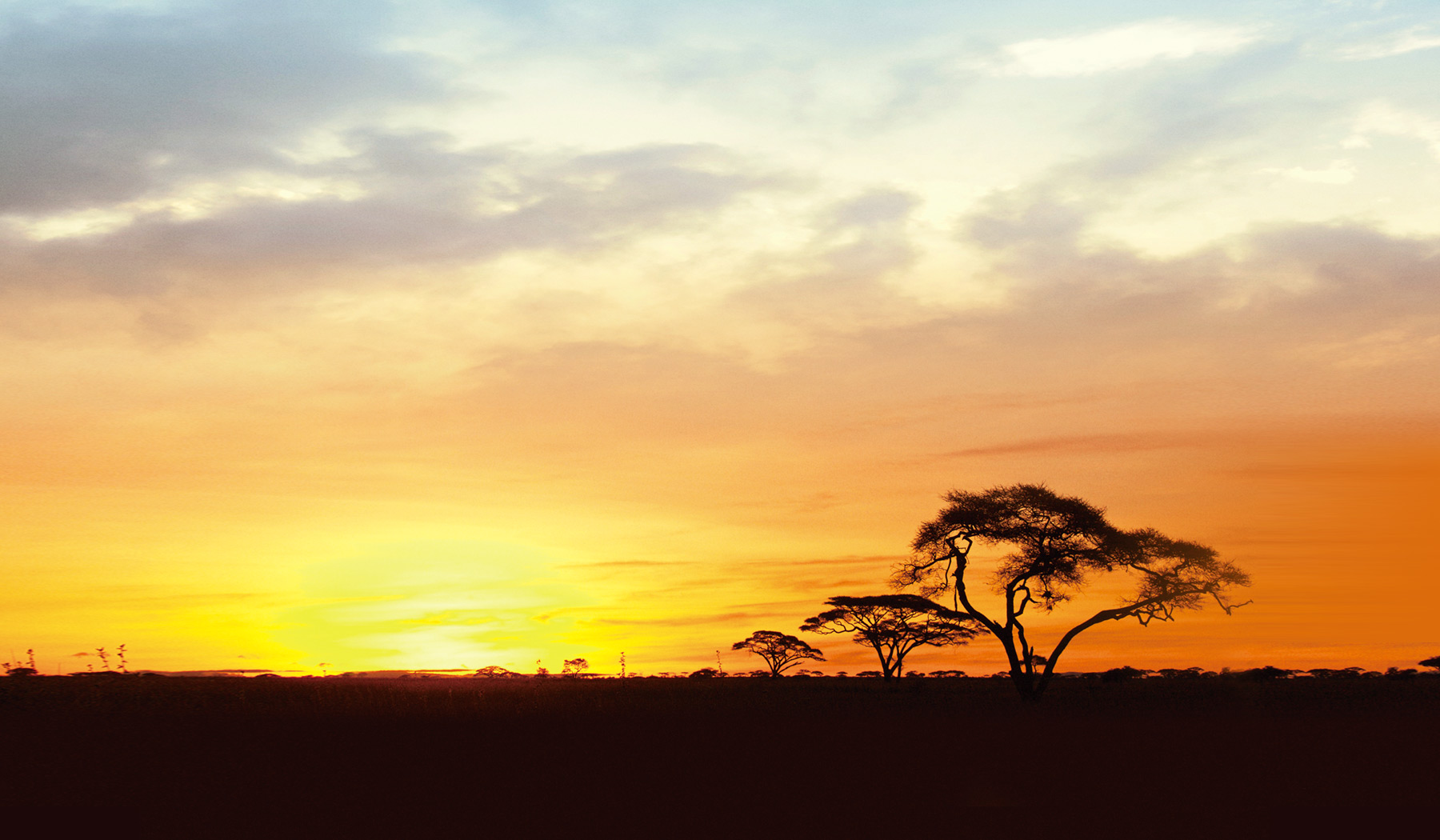 迎风而立的狮子剧照的剧照