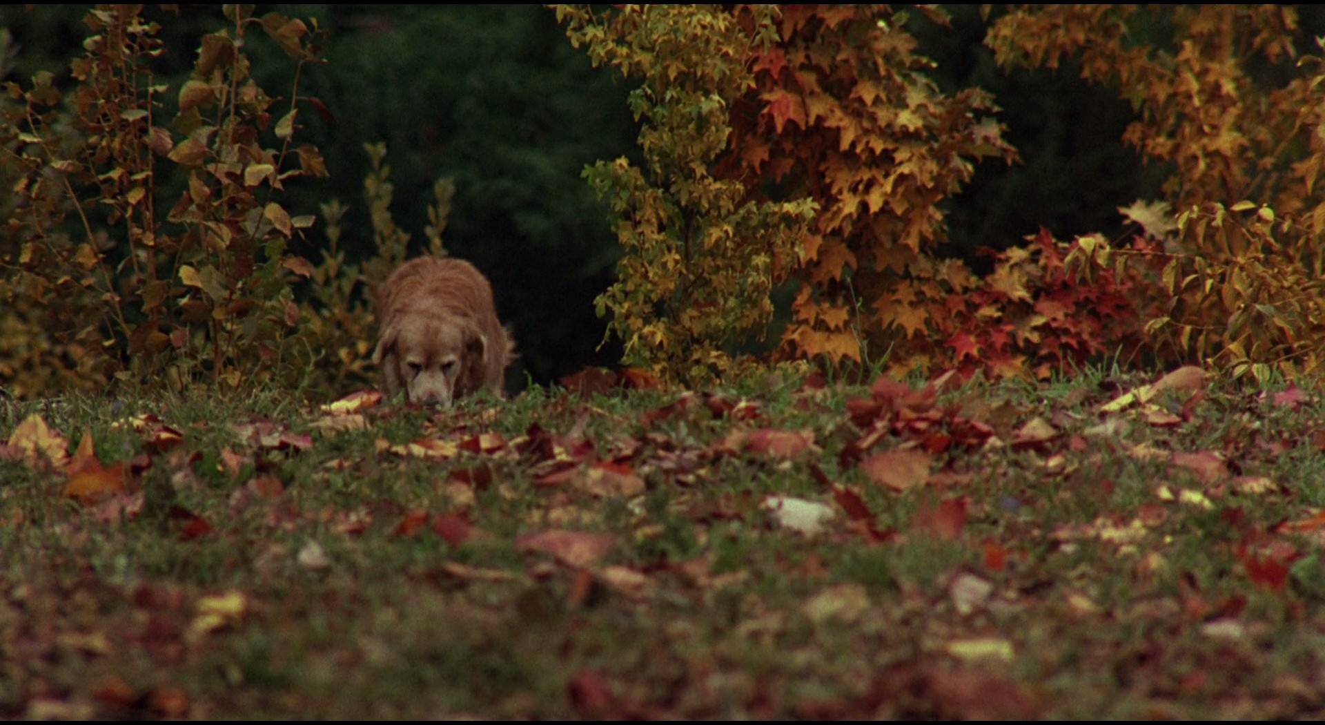 看狗在说话剧照的剧照