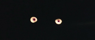 守墓屋剧照的剧照