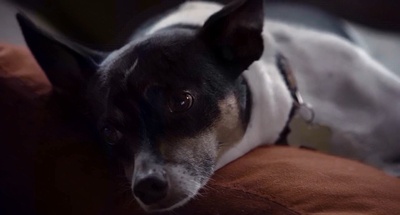 克利夏剧照的剧照