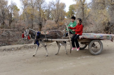胡杨深处是我家剧照的剧照