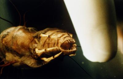 老师不是人剧照的剧照