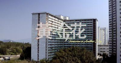 黄金花剧照的剧照