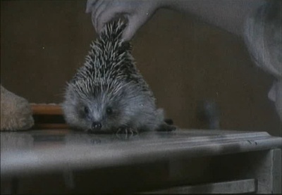 小刺猬奏鸣曲剧照的剧照