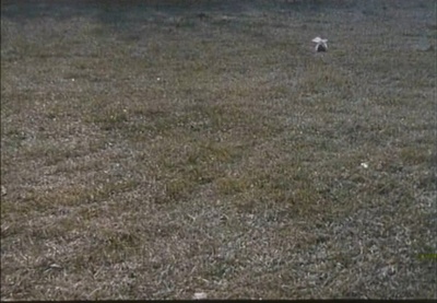 小刺猬奏鸣曲剧照的剧照