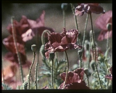 小刺猬奏鸣曲剧照的剧照