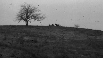 都灵之马剧照的剧照