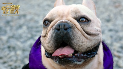 营救汪星人剧照的剧照