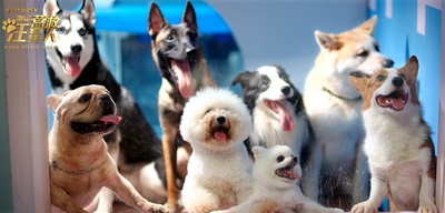 营救汪星人剧照的剧照