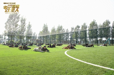 营救汪星人剧照的剧照