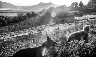 罗马剧照的剧照