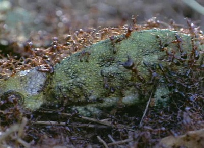 生物奇观剧照的剧照