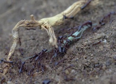 生物奇观剧照的剧照