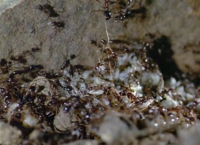 生物奇观剧照的剧照