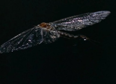 生物奇观剧照的剧照