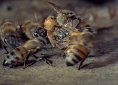 生物奇观剧照的剧照