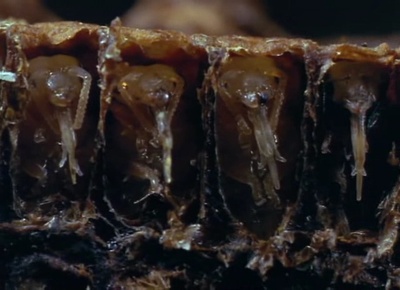 生物奇观剧照的剧照