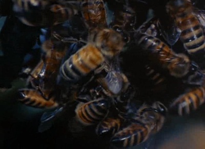 生物奇观剧照的剧照